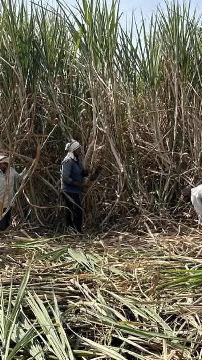 वेब स्टोरीज
